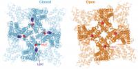 Image of human TRPV3
